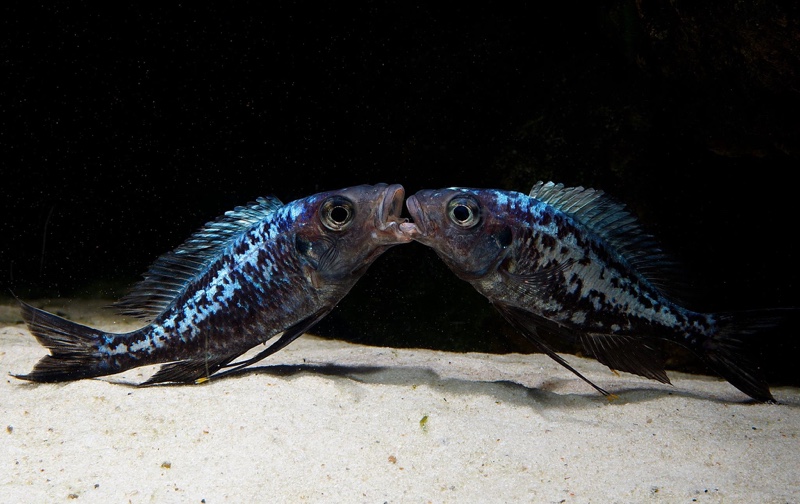 Ophthalmotilapia sp. 'whitecap' Cape Mpimbwe